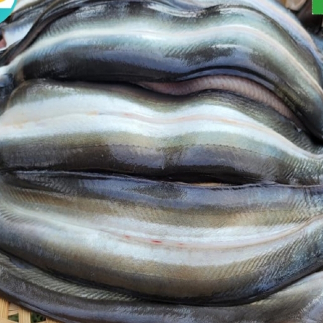 (애만장어) 국내산 무항생제 민물장어 3kg