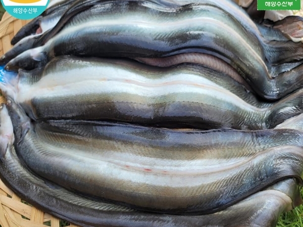 (애만장어) 국내산 무항생제 민물장어 3kg