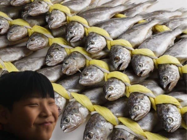 (주영광굴비) *추석맞이기획*국내산 법성포 영광굴비 가정용 실속 굴비 선물세트 40미 20미