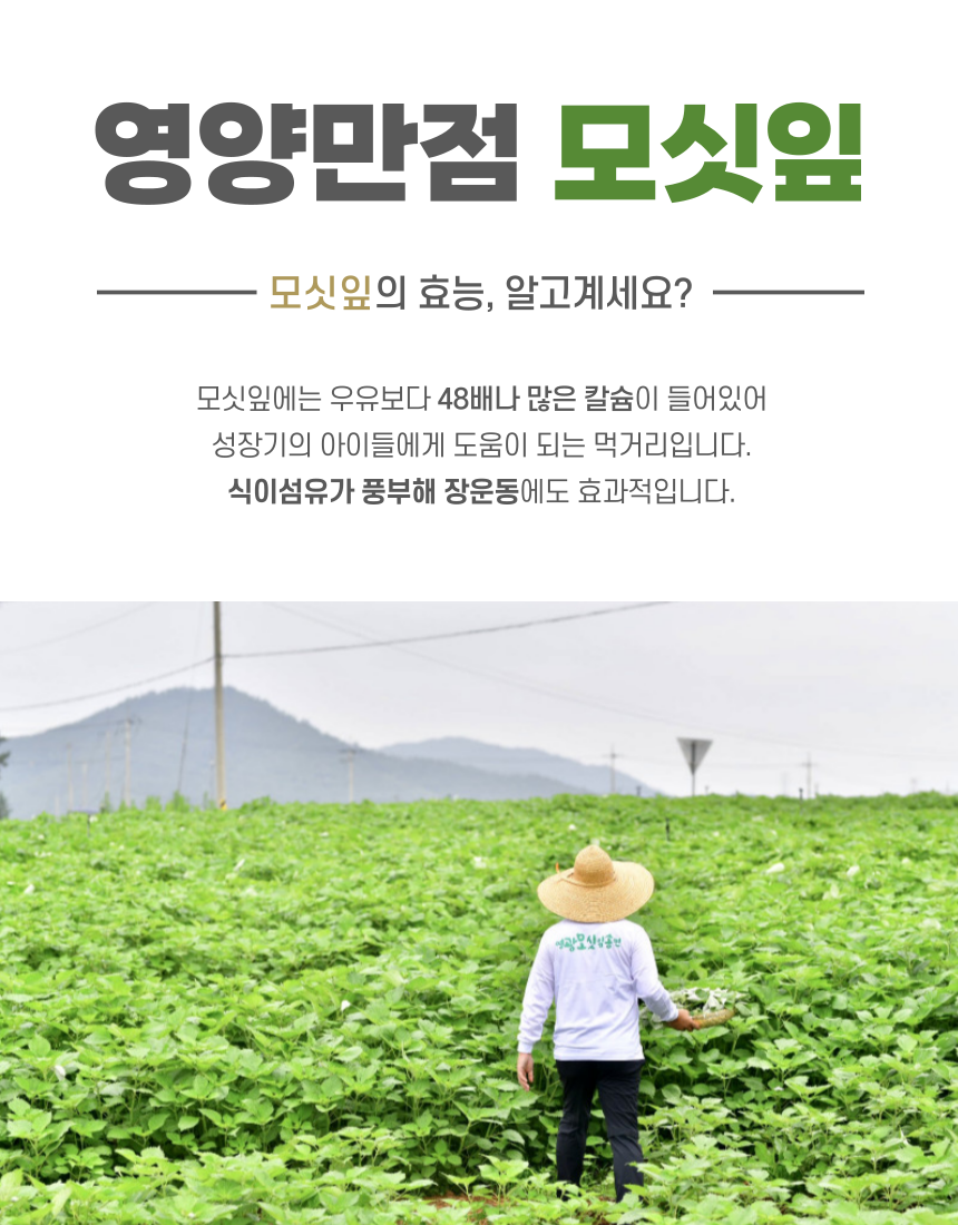 (반달모시송편) 영광 모시잎송편 모시개떡 모시떡 1kg 20개