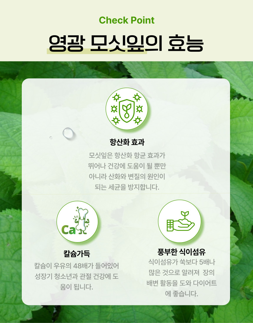 (송이떡집) 영광 송이떡집 모시 모싯잎 송편(48개 선물세트)